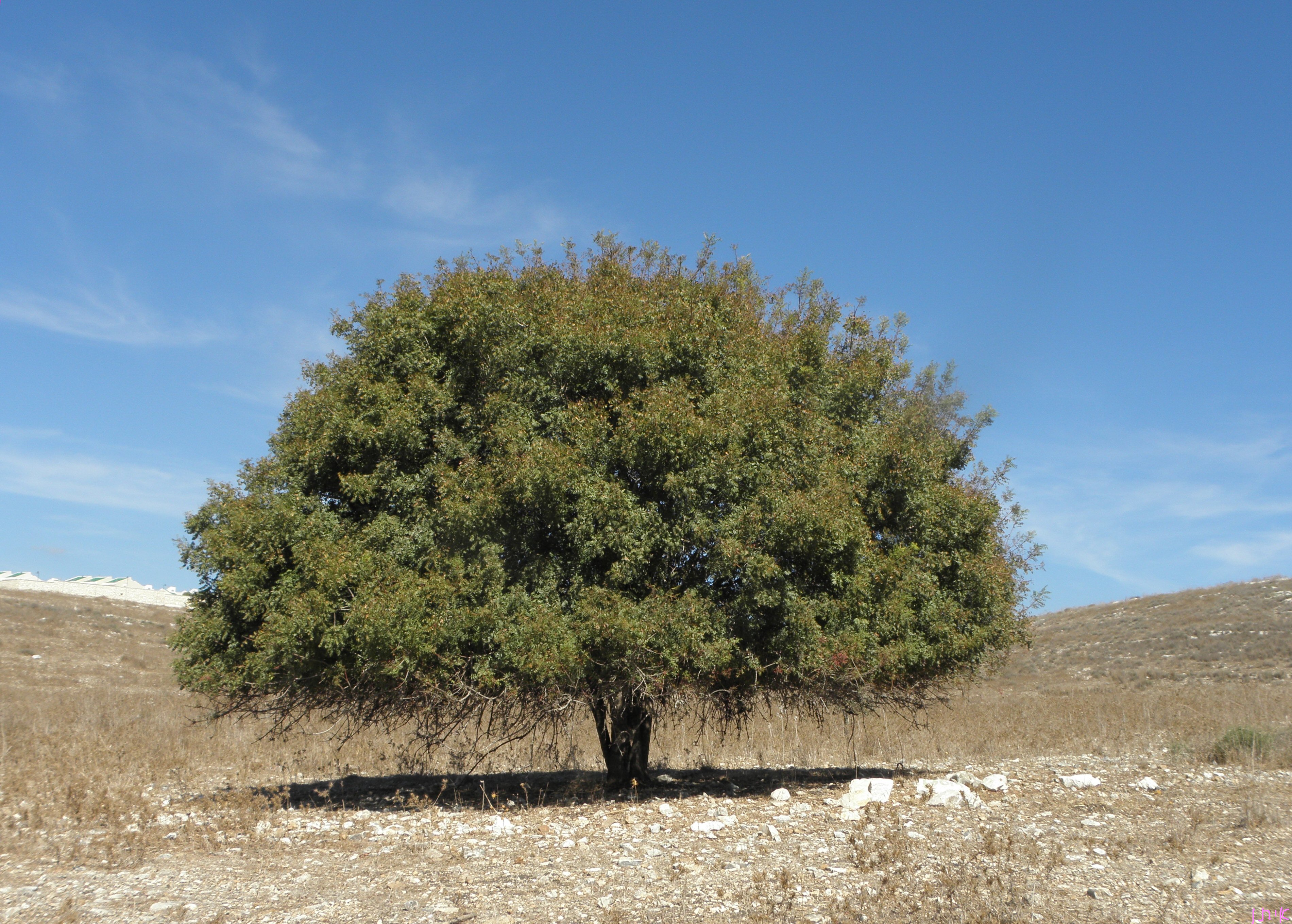 La collana 